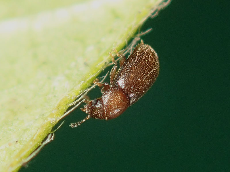 da identificare: Ciidae ??